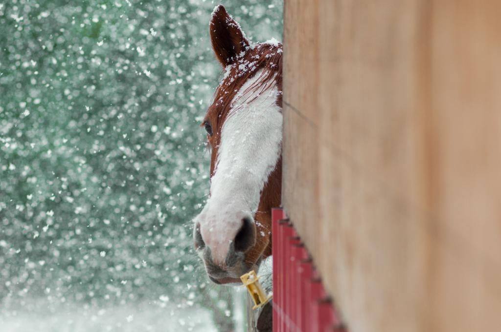 Hitching Post Resort Kelowna Luaran gambar